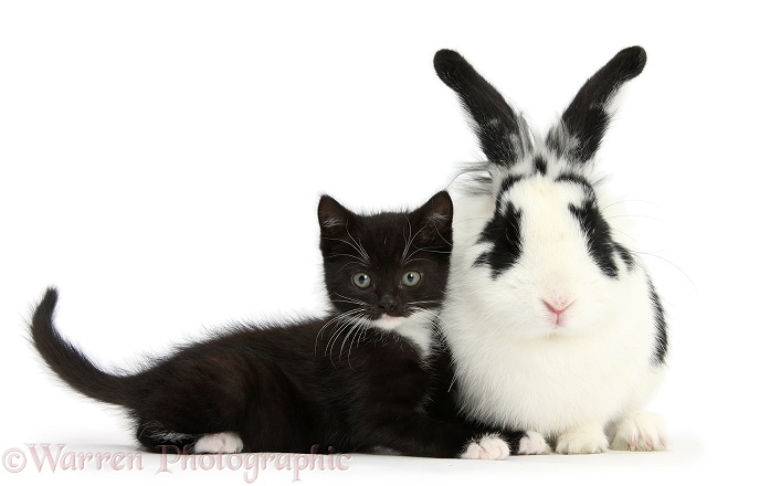 Black-and-white tuxedo kitten with black-and-white rabbit, white background