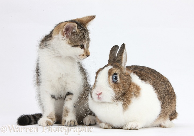 Tabby-and-white kitten with rabbit, white background