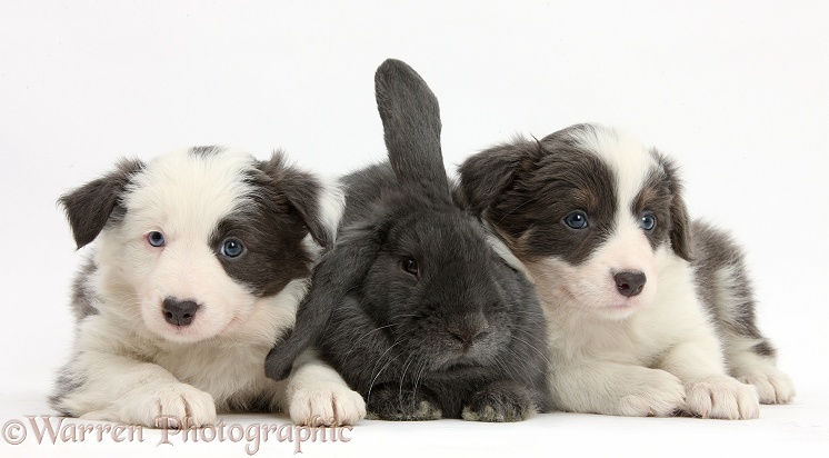 Two blue-and-white Border Collie pups and rabbit, white background