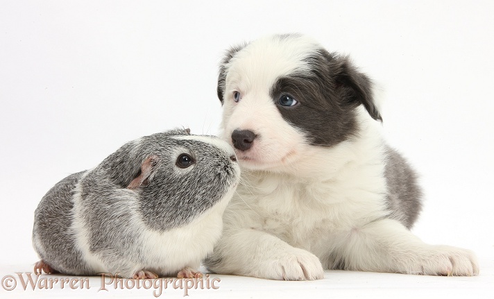 Blue-and-white Border Collie pup and Guinea pig, white background