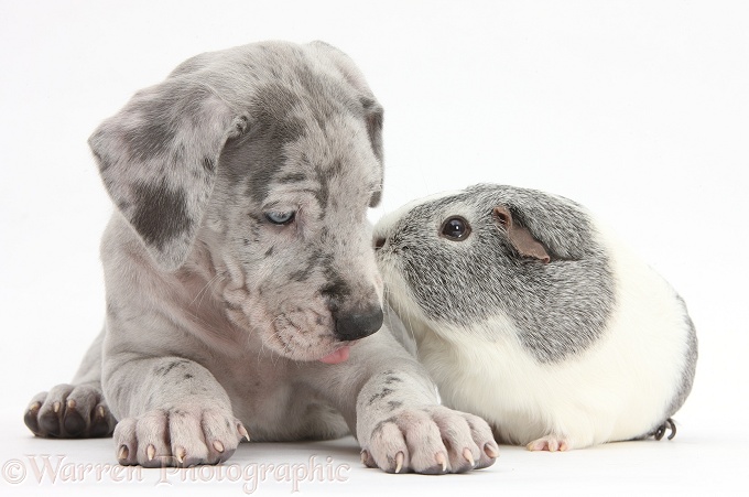 Great Dane puppy and Guinea pig, white background