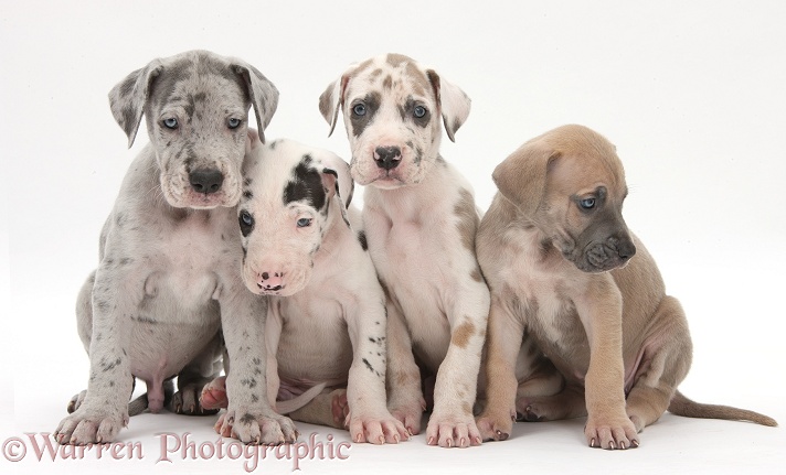 Four Great Dane puppies sitting together, white background
