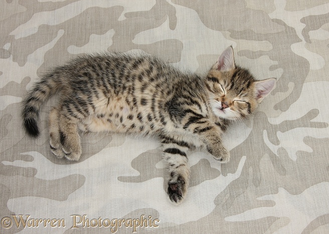 Cute tabby kitten, Fosset, 7 weeks old, sleeping on khaki camouflage background