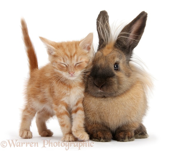 Sleepy ginger kitten and Lionhead-cross rabbit, white background