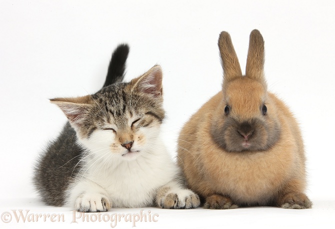 Sleepy tabby-and-white kitten with brown bunny, white background