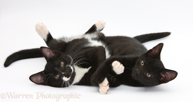 Black and Black-and-white tuxedo male kittens, Tuxie and Buxie, 12 weeks old, lying together with paws interlocked, white background