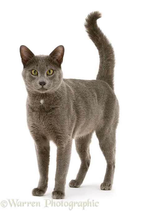 Blue Tonkinese male cat, Del, standing, white background