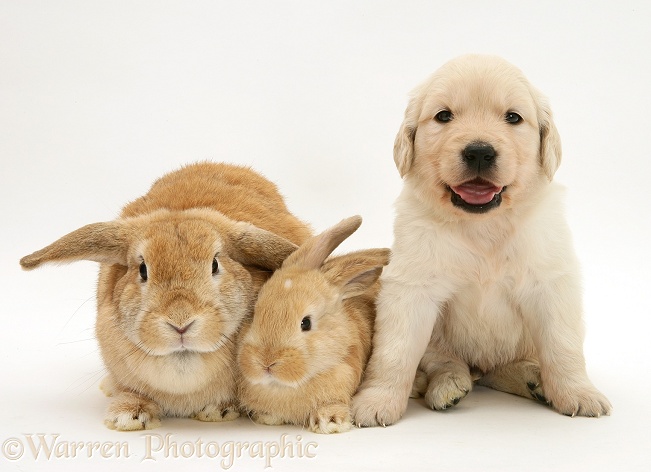 Sandy Lop doe and baby rabbit with Golden Retriever pup, white background