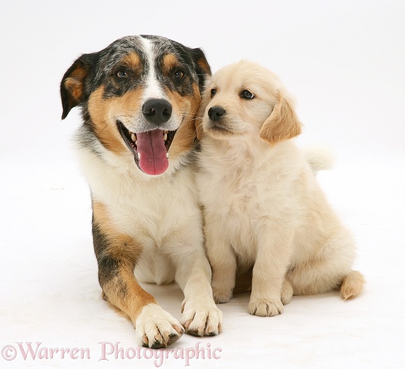 Tricolour Border Collie with Golden Retriever pup, white background