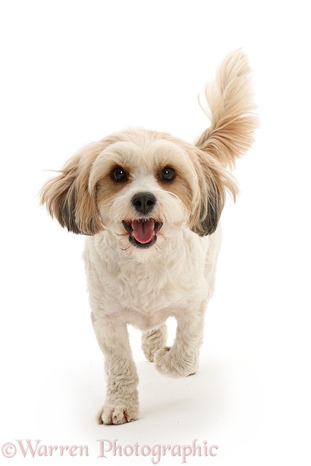 Cavachon bitch, trotting forward, white background