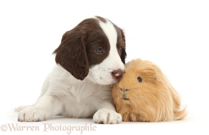 Working English Springer Spaniel puppy, 6 weeks old, sitting with Guinea pig, white background