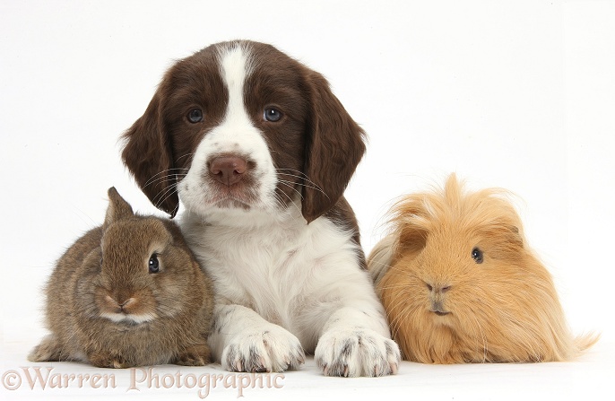 Working English Springer Spaniel puppy, 6 weeks old, sitting with baby rabbit and ginger Guinea pig, white background