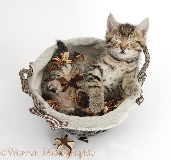 Cute playful tabby kitten, Stanley, 7 weeks old, sleeping in a basket of potpourri, white background