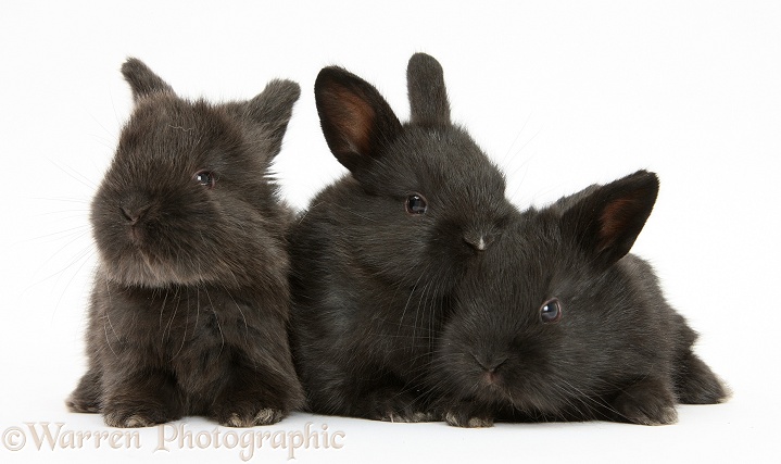 Three cute baby black bunnies, white background