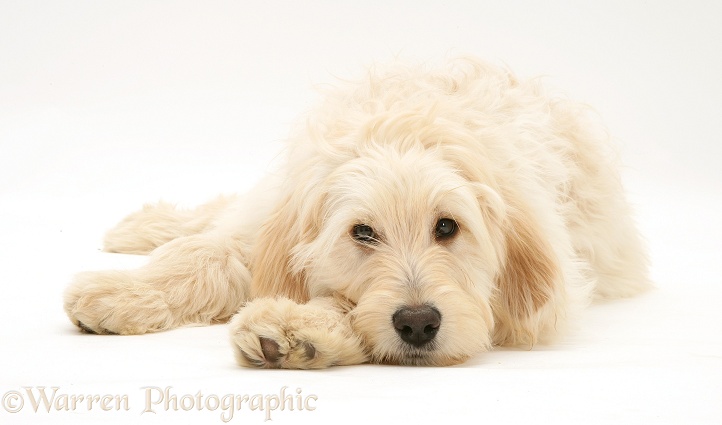 Labradoodle lying with chin on paw, white background