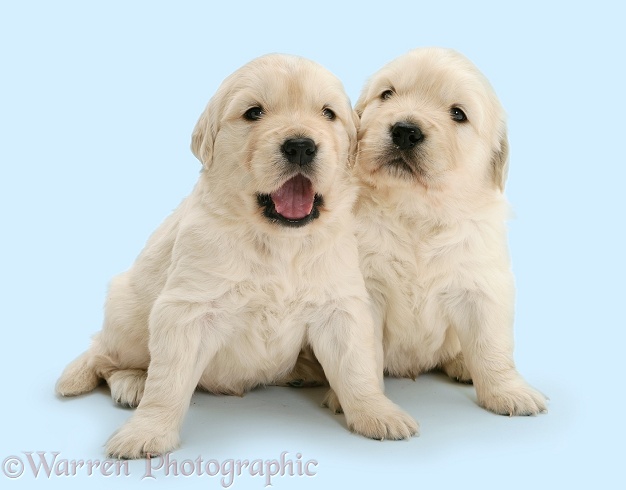 Sleepy Golden Retriever pups, one yawning, white background