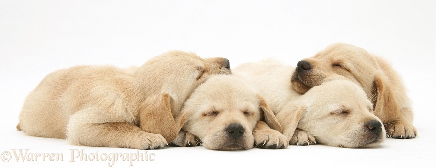 Four sleepy Retriever-cross pups, white background