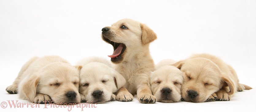 Five sleepy Retriever-cross pups, one yawning, white background