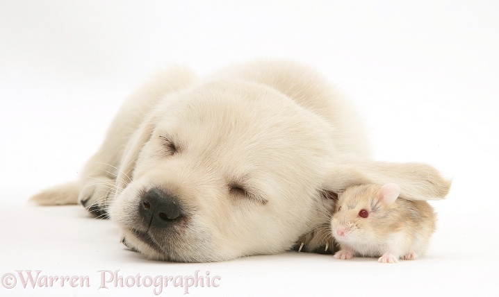 Sleepy Retriever-cross pup with hamster under its ear, white background
