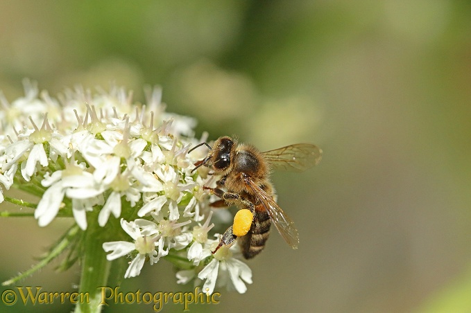 Honey Bee (Apis mellifera) worker on Hogweed flowers