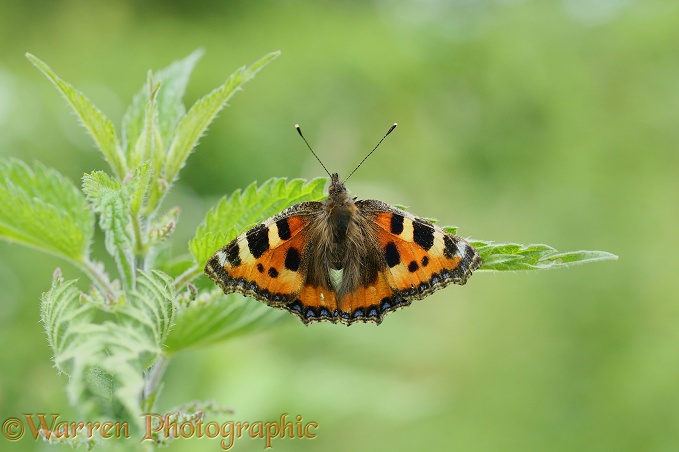 Small Tortoiseshell Butterfly (Aglais urticae) laying eggs on nettle leaf