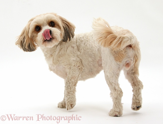 Cavachon bitch turning and licking her nose, white background