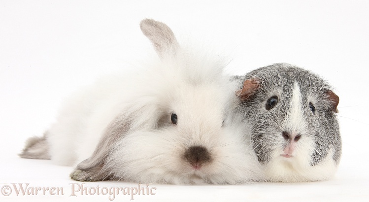 Fluffy white bunny and Guinea pig, white background