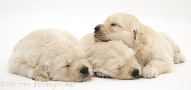 Three Sleepy Golden Retriever pups, white background