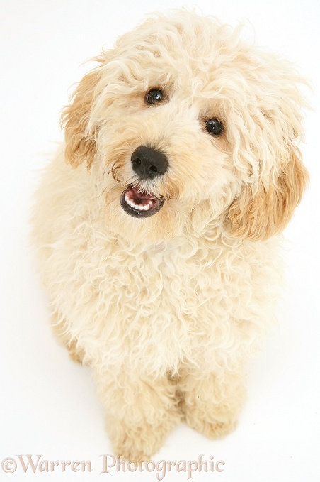 Cream Miniature Poodle, Rodney, sitting looking up, white background