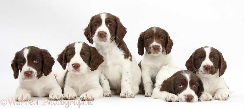 Six Working English Springer Spaniel puppies, 6 weeks old, white background