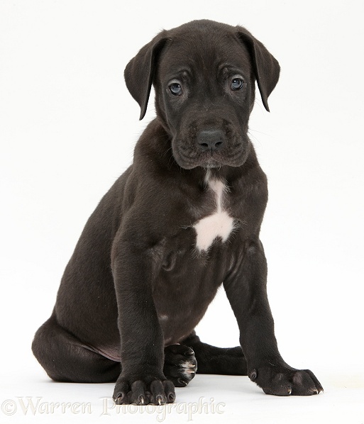 Black Great Dane puppy sitting, white background