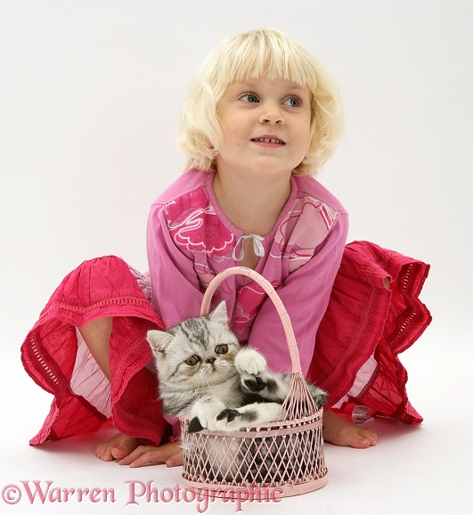 Siena with silver Exotic cat in a basket, white background