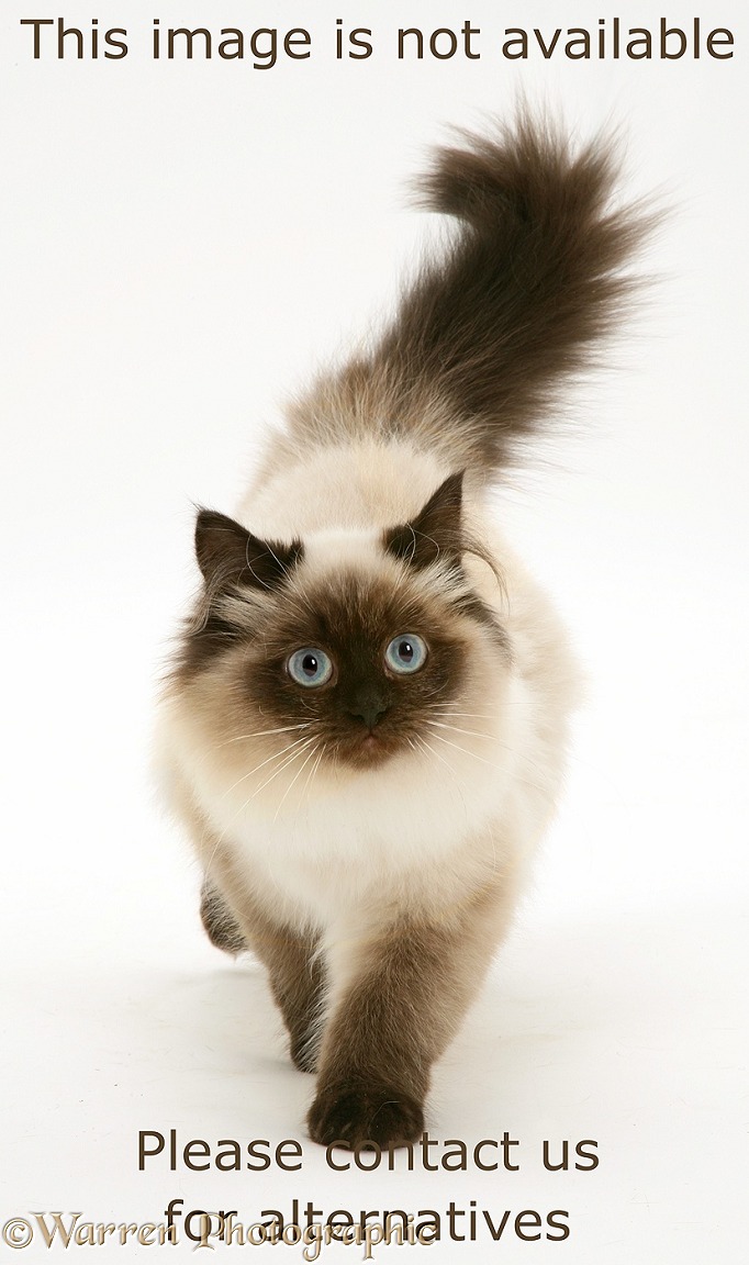 Colourpoint Birman-cross cat walking, white background