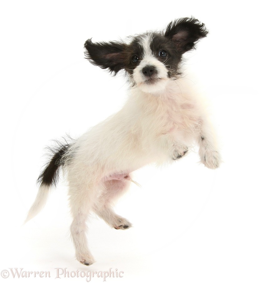 Black-and-white Jack-a-poo dog pup, 8 weeks old, jumping up, white background