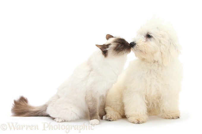 Bichon Frise dog, Louie, 5 months old, nose-to-nose with a Birman cat, white background