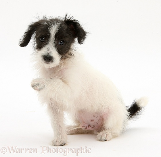 Black-and-white Jack-a-poo dog pup, 8 weeks old, sitting with raised paw, white background