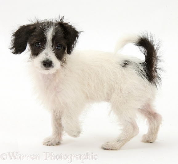 Black-and-white Jack-a-poo dog pup, 8 weeks old, walking across, white background