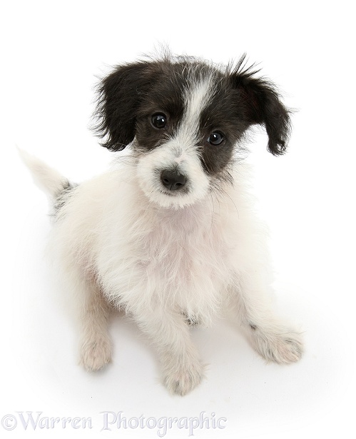 Black-and-white Jack-a-poo dog pup, 8 weeks old, sitting, white background