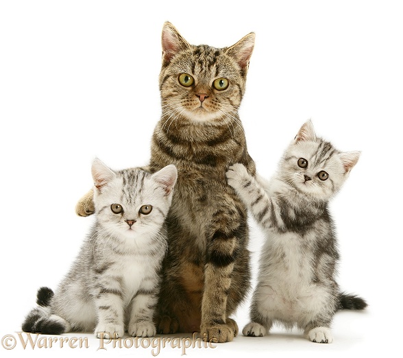 Brown tabby cat with silver tabby kittens, white background
