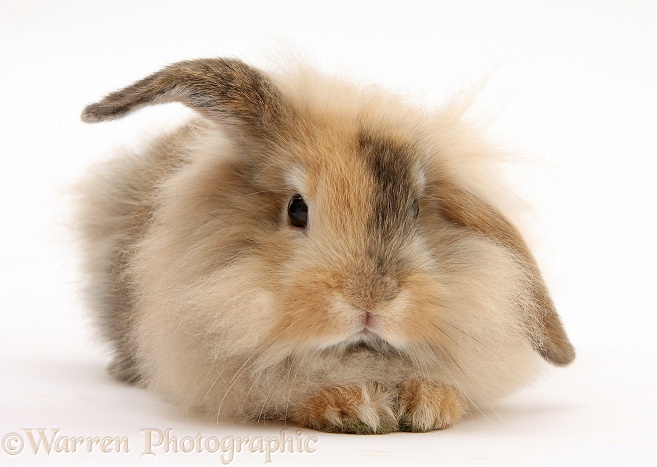 Fluffy brown bunny, white background