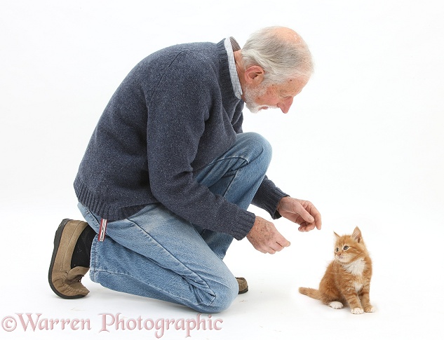 Kim encouraging Ginger kitten, Butch, 7 weeks old, to come to him, white background