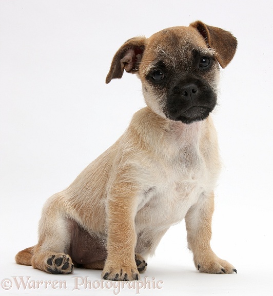 Jug puppy (Pug x Jack Russell), 9 weeks old, sitting, white background
