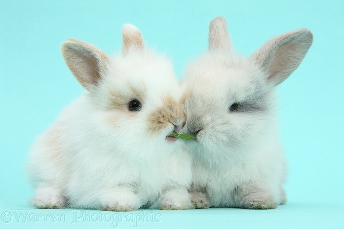 Cute baby bunnies sharing a blade of grass on blue background