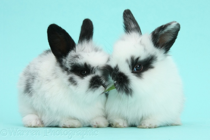 Cute black-and-white baby bunnies sharing a blade of grass on blue background