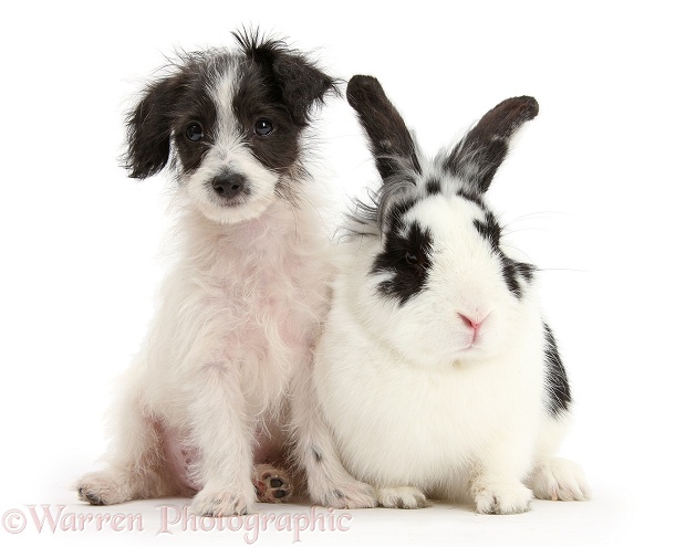 Black-and-white Jack-a-poo dog pup, 8 weeks old, and rabbit, Bandit, white background