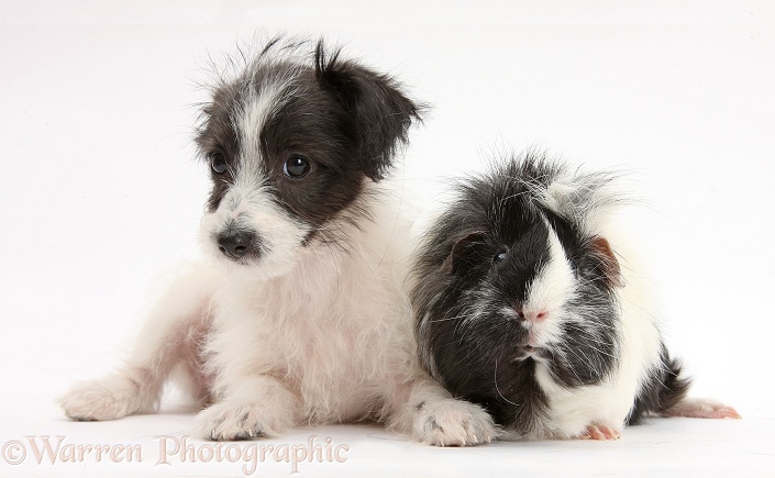 Black-and-white Jack-a-poo dog pup, 8 weeks old, and Guinea pig, white background
