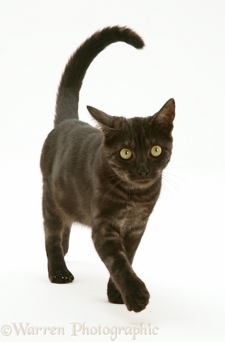 Black Smoke cat walking with tail erect, white background