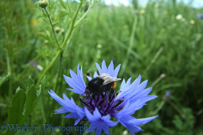 A red-tailed bumblebee visits a Cornflower in Bishop's Meadow, Farnham