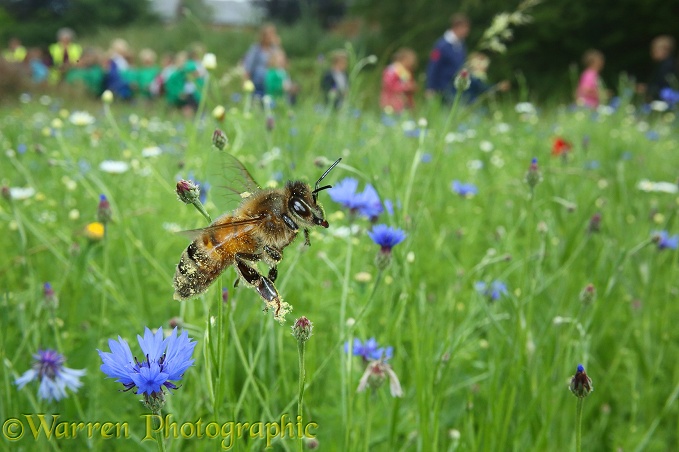 A school visit to Bee World, Bishop's Meadow, Farnham