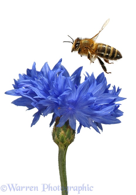 Honey Bee and Cornflower, white background